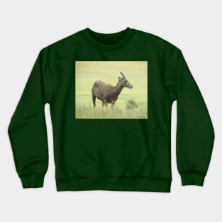 Big Horn Sheep-6 Crewneck Sweatshirt